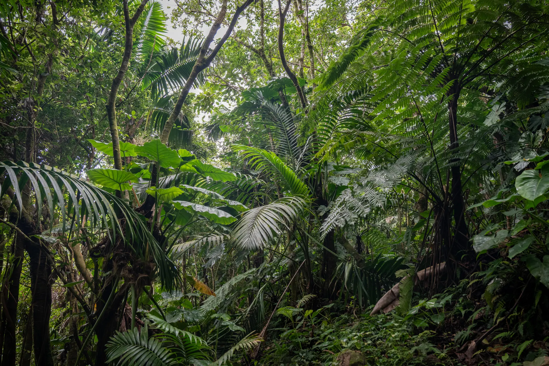 Un sendero por la selva densa cerca de la cima de Mount Scenery
